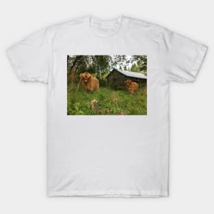 Scottish Highland Cattle Calves 1509 T-Shirt